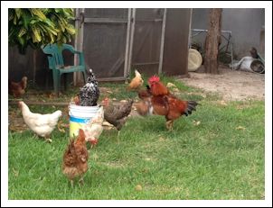Chickens Eating Grain Chickens Eating Grain
